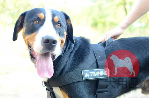 マウンテンドッグ　引っ張り防止　ハーネス