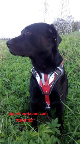 犬用オリジナルハーネス(個人製作)