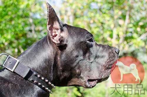 超大型犬用首輪(ニッケルスパイク)