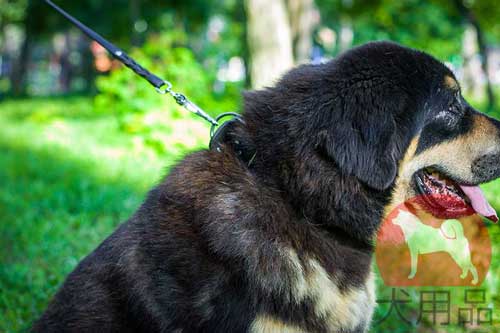 マスティフ　幅広首輪(50mm)