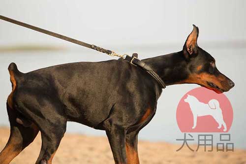 ドーベルマン用ダブルレザーカラー