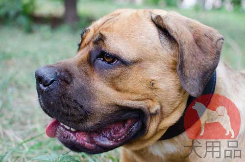 カネコルソ用フェルト裏地付き革首輪