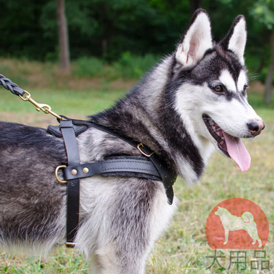 多目的　ハーネス　ハスキーにぴったり！