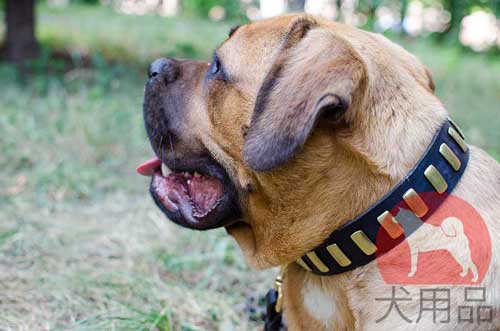 カネコルソ用縦プレート付き革首輪