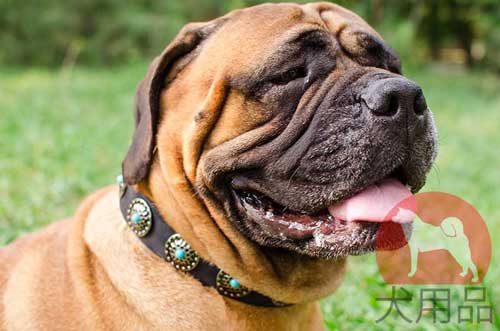 大型犬　首輪(コンチョ)