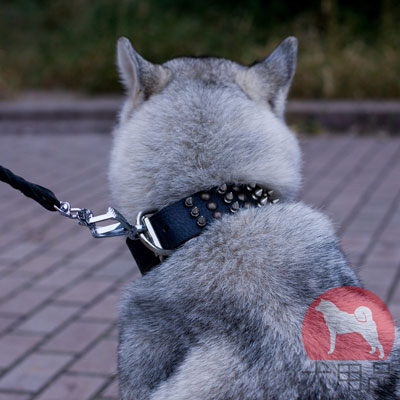 シベリアンハスキー犬　本革首輪　おしゃれなスタッズとスパイク付き