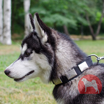 犬　首輪　柔らかい材料　オシャレなプレート付き　軽い犬用品