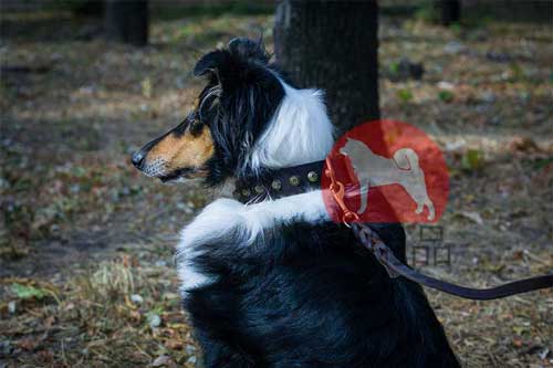 犬用本革首輪(ピラミッド付)