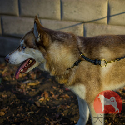 犬　革　チョーカー　おしゃれな飾り付き