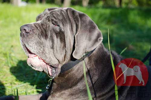 ナポリタンマスティフ用ネームプレート付き首輪