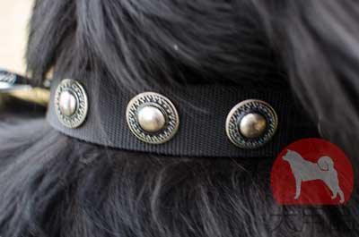 ニューファンドランド　日常散歩にぴったり合うナイロン首輪　おしゃれなデザイン！