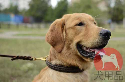  ゴールデンレトリバー　首輪(三つ編み)