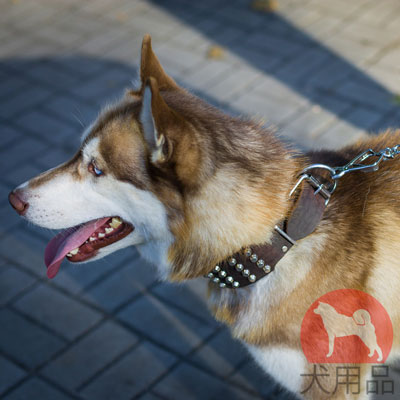 犬　幅広いカラー　60mm　レザー製　スタッズ付き