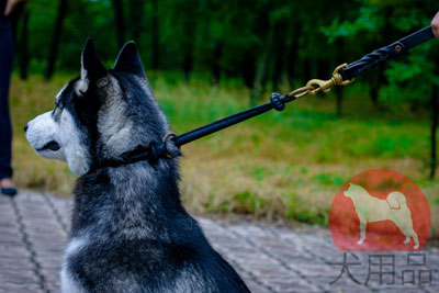 犬　チョークカラー 革製　丸いデザイン