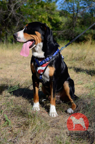 スイスマウンテンドッグ　ハーネス(アメリカ国旗柄)