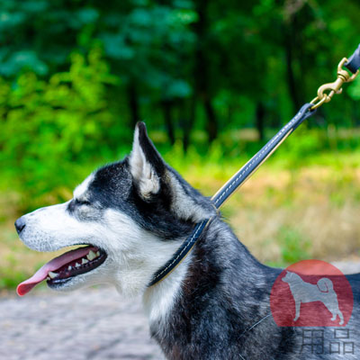 犬用チョーカー　ハスキーにぴったり合う首輪