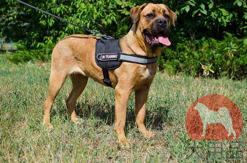 カネコルソ用多目的ナイロンハーネス