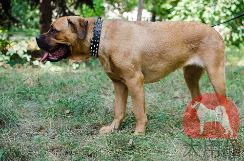 カネコルソ用本革首輪