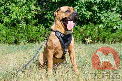 攻撃用本革ハーネス