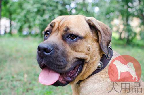 ウィンテージ風本革首輪