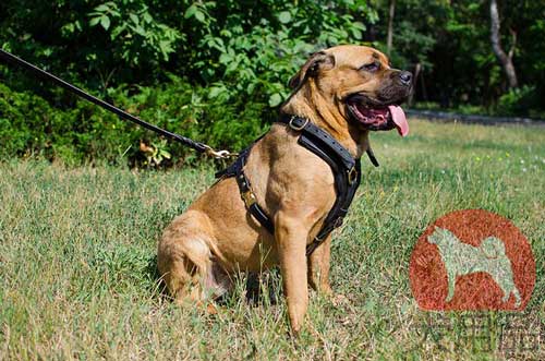 カネコルソ用通気性が良い革ハーネス