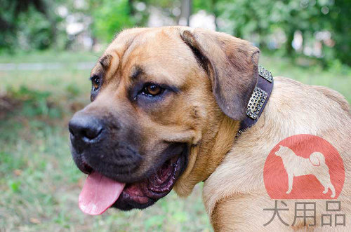 カネコルソ用プレート付き首輪