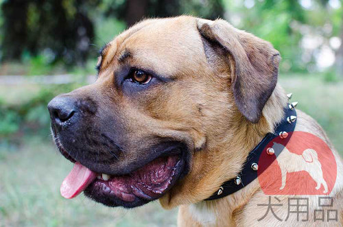 カネコルソ用革首輪