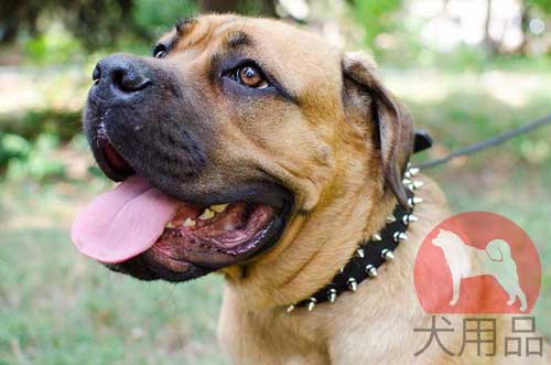 カネコルソ用2連スパイク付首輪