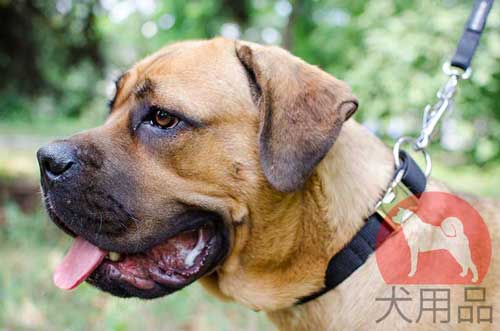 カネコルソ用ナイロン首輪