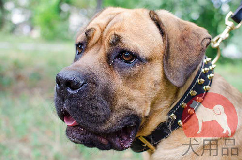 大型犬首輪35号 imgrc0072720955.jpg