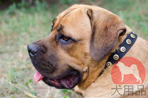 カネコルソ用オリジナル丸型スタッズ付き首輪