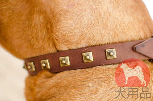 犬用首輪│ボルドー・マスティフ用おしゃれ首輪
