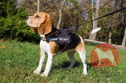 ビーグル用ナイロンハーネス　反射テープ付