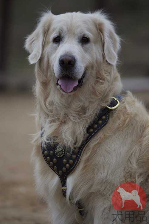 ゴールデン・レトリバー　ハーネス