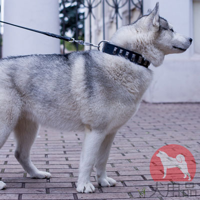 おしゃれな首輪　レザー製　ハスキーにぴったり！