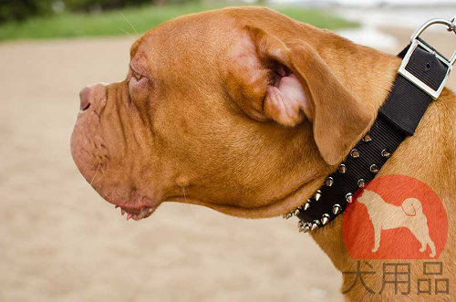 ボルドーマスティフ用スパイク付ナイロン首輪