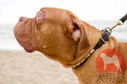 犬用首輪│ボルドー・マスティフ用おしゃれプレート付き首輪