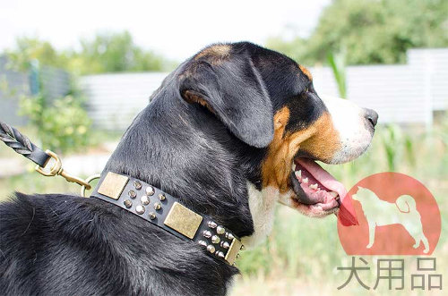 マウンテンドッグ　かっこいい首輪