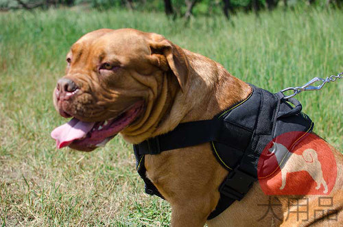 犬用ハーネス│ボルドー・マスティフ用スポーツハーネス