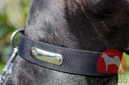 ナイロン製超大型犬　首輪(ネームプレート入り)