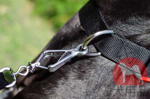 グレートデン用ナイロン首輪