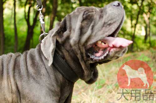 ナポリタンマスティフ用フェルト裏地付き首輪