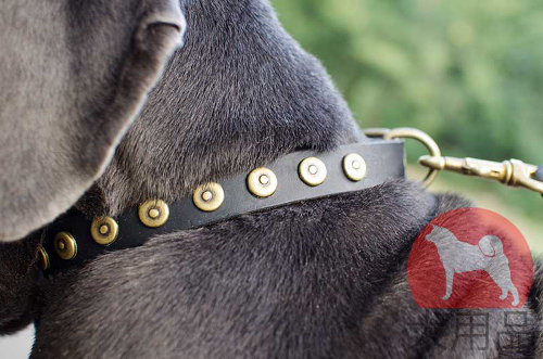 大型犬　首輪(ドットスタッズ付き)