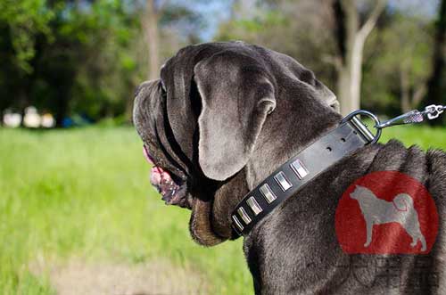 大型犬　おしゃれ首輪