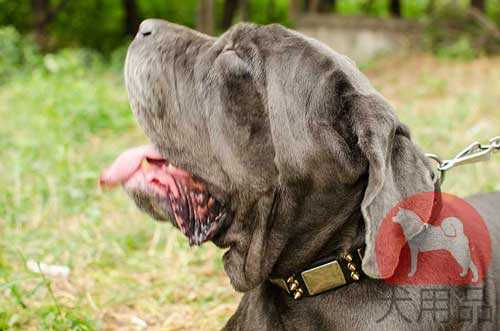 ナポリタンマスティフ　首輪(デコ)