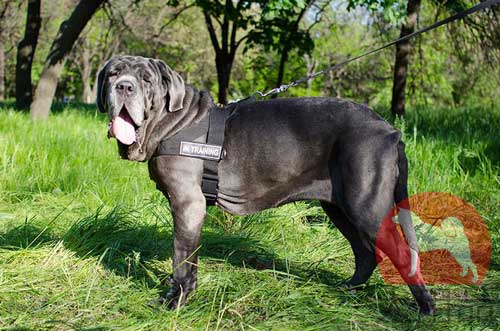 スポーツ・訓連用ナイロンハーネス