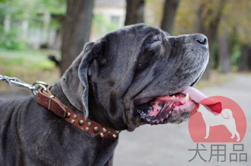 ミックススタッズ付き大型犬用首輪