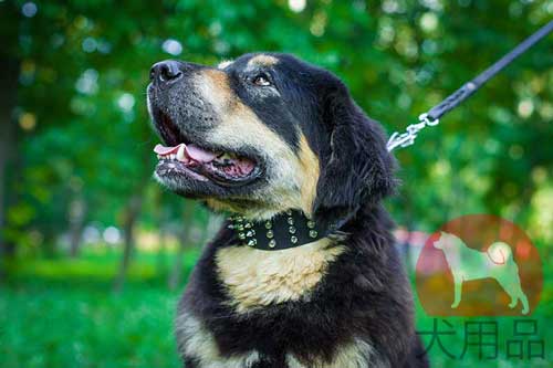 マスティフ用幅広首輪(ミックススタッズ)