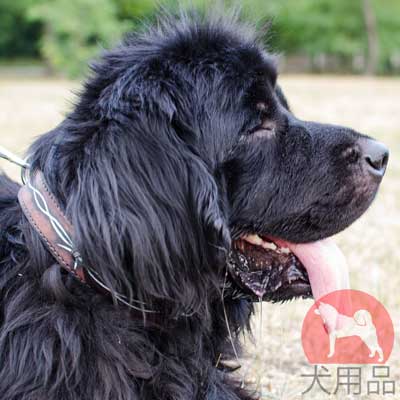 大型犬　首輪　レザー　かっこいい有刺鉄線模様付き