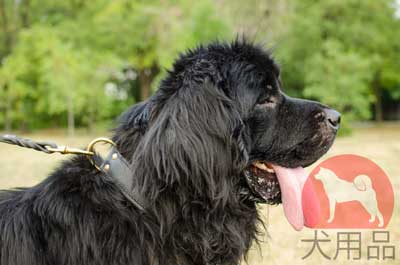 ニューファンドランド　散歩にぴったり合う首輪　ダブルレザー製